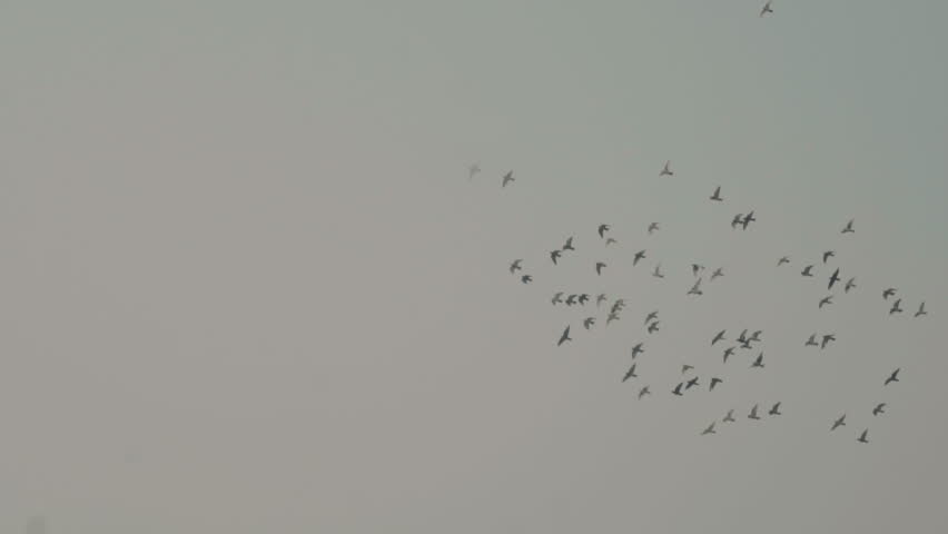 Large flock of silhouetted birds flying together in a murmuration against a moody, gray sky, showcasing the beauty of natural wildlife patterns and seasonal migration behavior