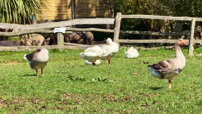 White and grey geese preen on a green lawn while pigs move in the background