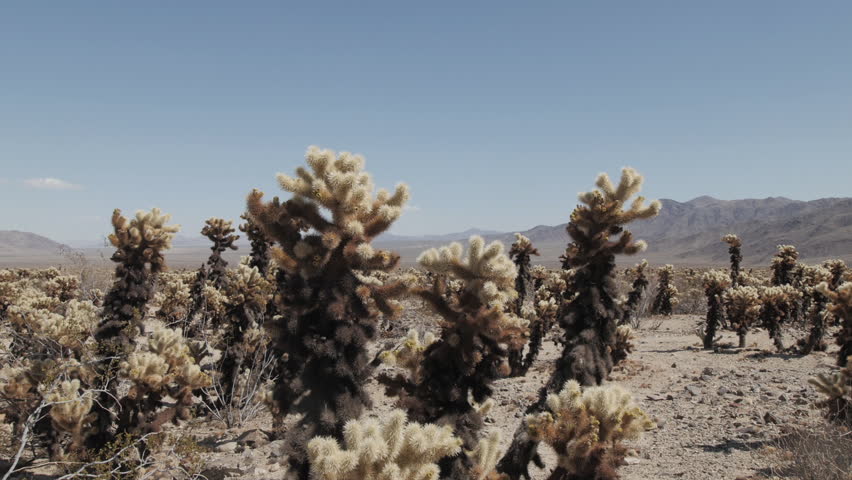 Desert Cactus Cholla Cacti Garden Panning View Joshua Tree National Park, California. 