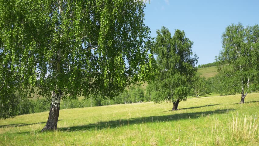 Green grass and trees in a forest meadow at sunny day. Mountains and the blue sky in the background. Leaves and grass swaying in the light wind. Beautiful summer landscape
