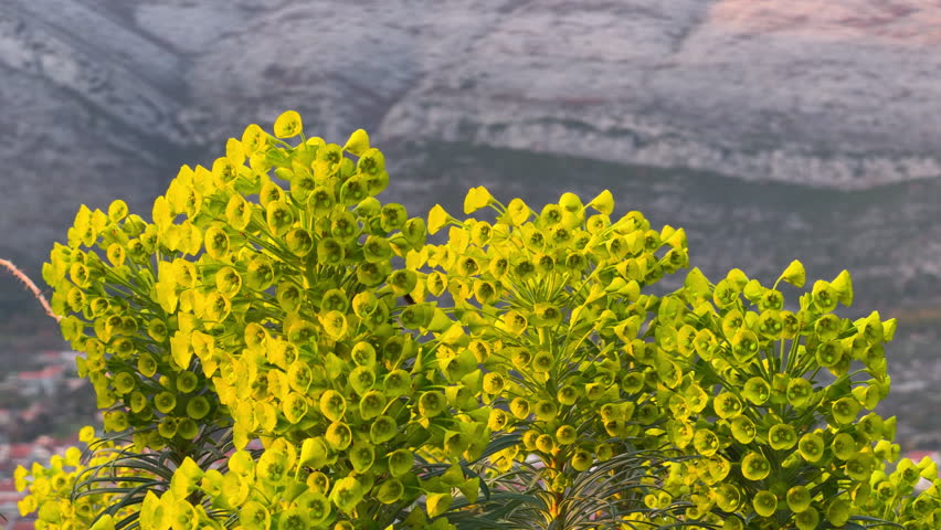 A bright yellow euphorbia spurge plant blooms on a rocky hillside with mountain backdrop creating a vivid natural scene of Mediterranean wild flora in springtime.