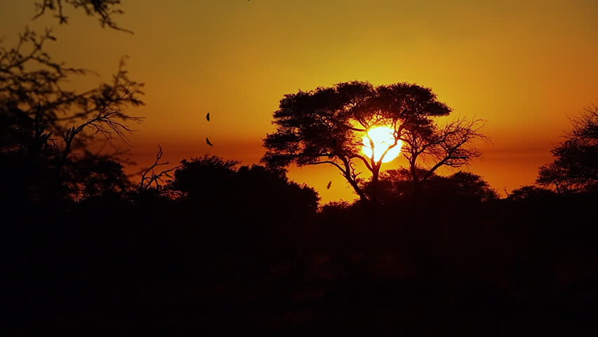 Iconic African sunset scene, sun behind acacia tree, birds circling
