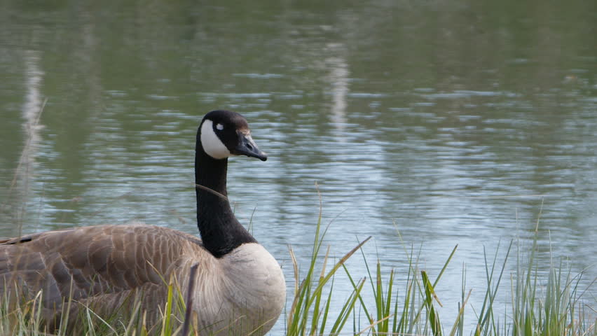 Close up profile view of Canada goose resting on grassy shore of pond