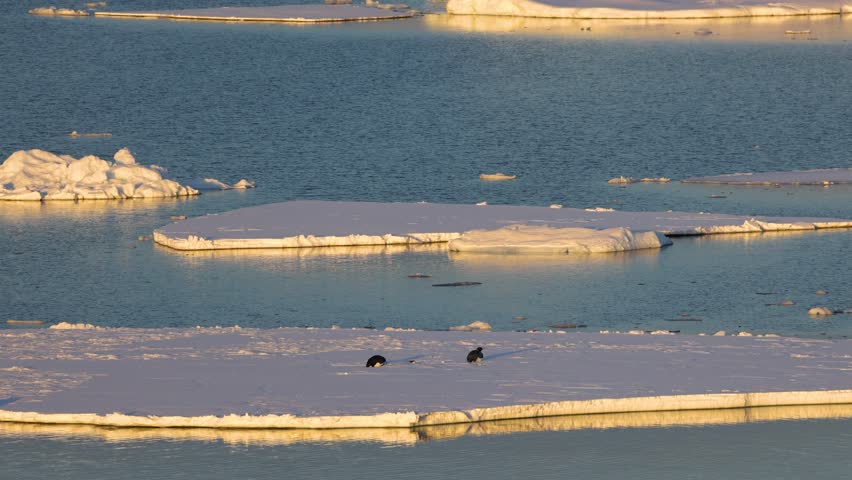Two emperor penguins rest on sea ice at sunrise in Antarctica, surrounded by calm polar water and drifting floes in a serene wildlife scene.