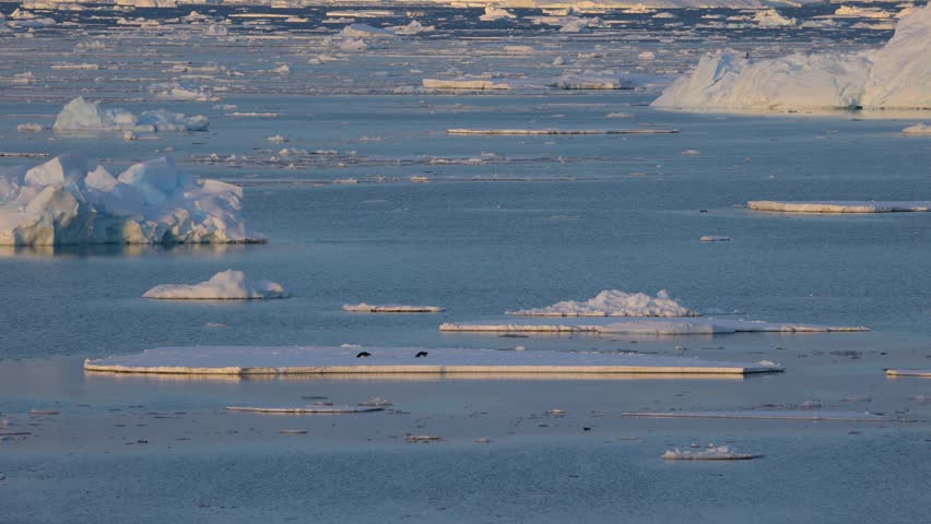 Wide shot of emperor penguins on a floating ice floe in Antarctica, surrounded by calm blue water and scattered ice in a remote polar seascape.
