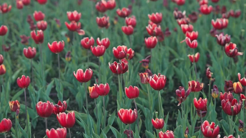 Rows of red tulips fill the landscape, creating a bright and lively atmosphere. The flowers sway slightly with the breeze, offering a glimpse of nature