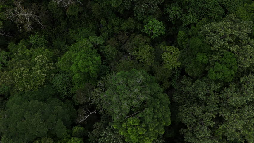 Dense, varied tree canopy in the Amazon rainforest. Perfect for environmental documentaries or educational content.