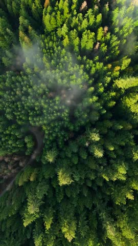 Top-down view shows a green pine forest with a winding path through the clouds