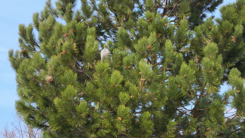 Tall green pine trees with dense needle branches and visible spider nests among the foliage under a clear blue sky in a natural forest environment