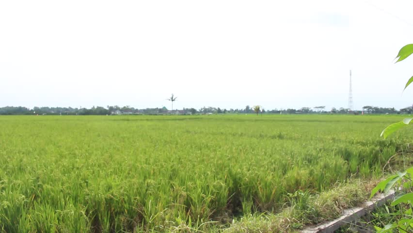 Beautiful landscape of green rice fields in the countryside under a bright sky.