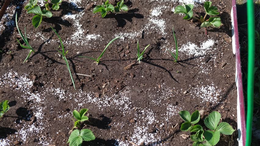 White fertilizer mineral granules scattered around young green strawberry seedlings. Rich topsoil, sunny outdoor. Soil infused fertilizers supports plant development. Garden area, fertilized plants