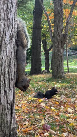 A playful squirrel climbs down a tree while a curious cat observes from the ground in a colorful autumn park setting.