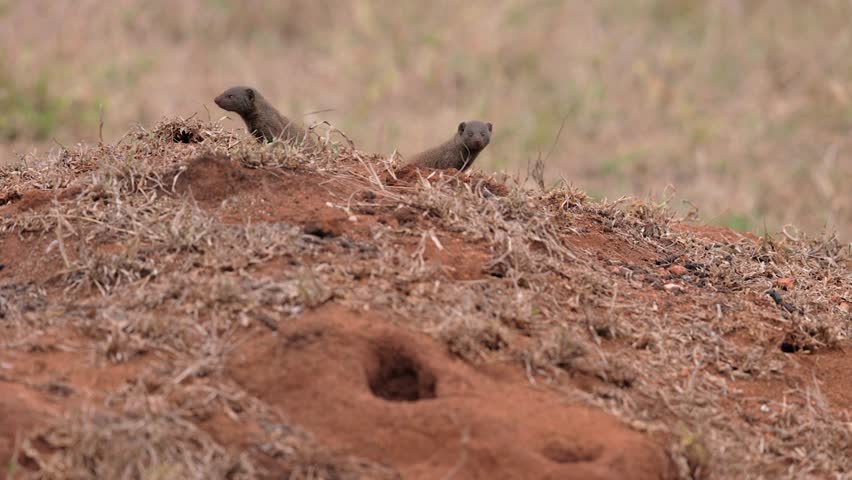 Two Dwarf mongoose sit atop mounded den on South African savanna