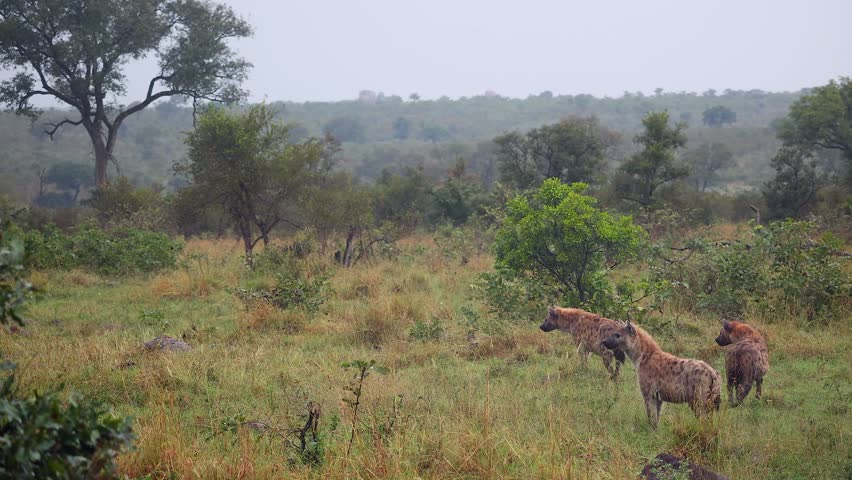 Spotted hyenas stare into distance with intent on wet, hazy Kruger day