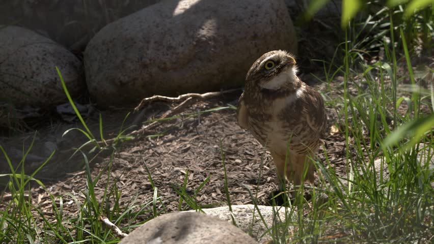 Little Burrowing owl eats small mouse on grassy forest floor, close up