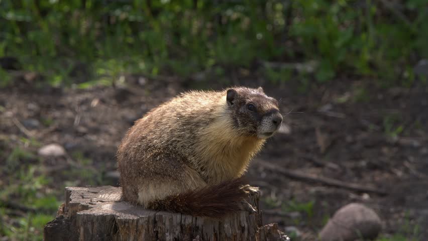 Itchy little marmot scratches fur while sitting on tree stump, close-up