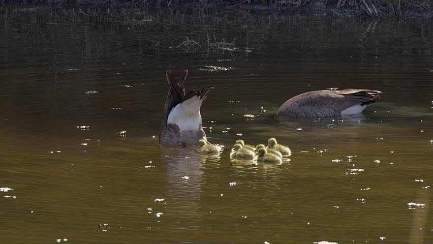 Fuzzy yellow goslings swim after mom goose dabbling for pond weeds
