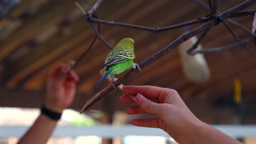 Green budgerigar perched on branch beside human hand