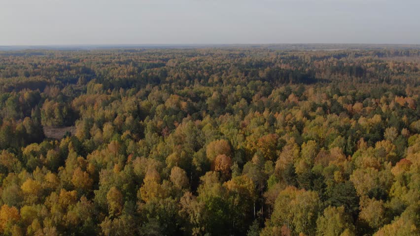 Drone footage of colorful autumn forest canopy with birch and pine trees in the Ural Mountains, Russia, showing vast wilderness landscape in warm sunlight