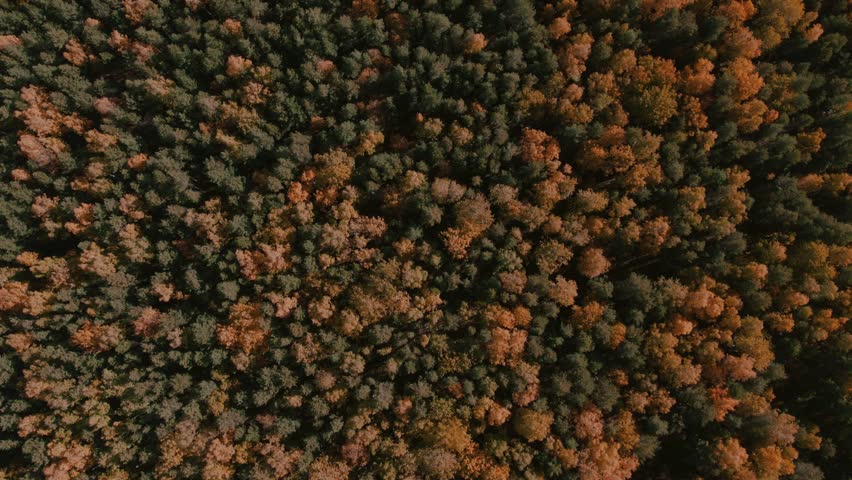 Drone footage looking straight down on dense autumn forest canopy with colorful trees and conifers in the Ural Mountains region, Russia, natural background