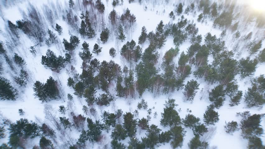 Drone view over a snowy conifer forest in the Ural Mountains, Russia, with scattered pine and birch trees and untouched winter terrain in cold daylight