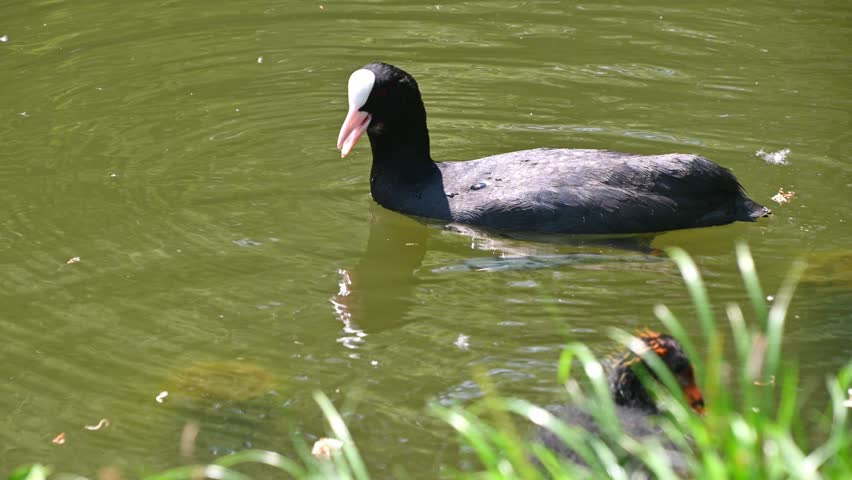 Coot adult and chick swimming and following near grassy pond bank.