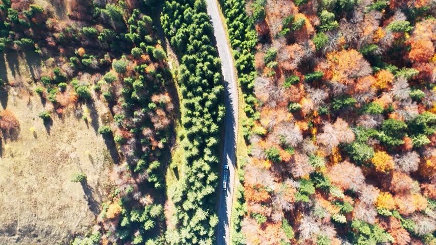 Cars drive along the highway into the distance of the Carpathian mountains in a fir forest in Ukraine