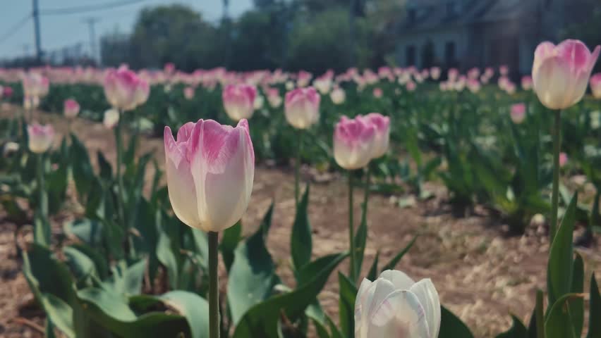 A close-up view of a pink and white tulip blooming softly in natural daylight with a smooth blurred background.
The delicate petals and gentle spring colors create a calm and elegant floral atmosphere.
The scene captures the beauty of a single tulip in focus with a peaceful shallow depth-of-field effect in silence.