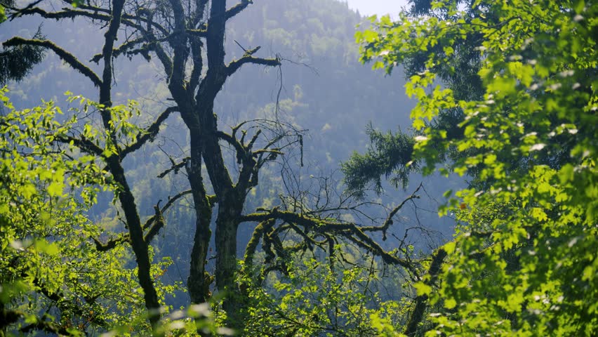 Lush Green Forest Canopy And Ancient Trees With Moss In Misty Mountain Landscape, Nature Conservation And Environmental Protection, Foliage, Woods