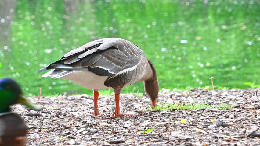 Greater white-fronted goose walking along pond shoreline with nearby ducks.