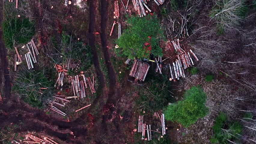 Deforested area with felled trees and woodpiles in a forest in aerial view