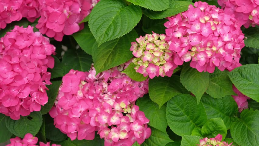 Hydrangea macrophylla blooming. Magenta, yellow green pink heads of bigleaf hydrangea flower petals. Beautiful Garden. Landscaping trend. Shrubbery blooms in backyard. Green landscaped design. Closeup lacecap hydrangea, mophead hydrangea