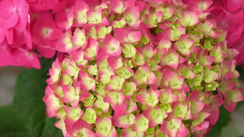 Hydrangea macrophylla blooming. Magenta, yellow green pink heads of bigleaf hydrangea flower petals. Beautiful Garden. Landscaping trend. Shrubbery blooms in backyard. Green landscaped design. Closeup lacecap hydrangea, mophead hydrangea