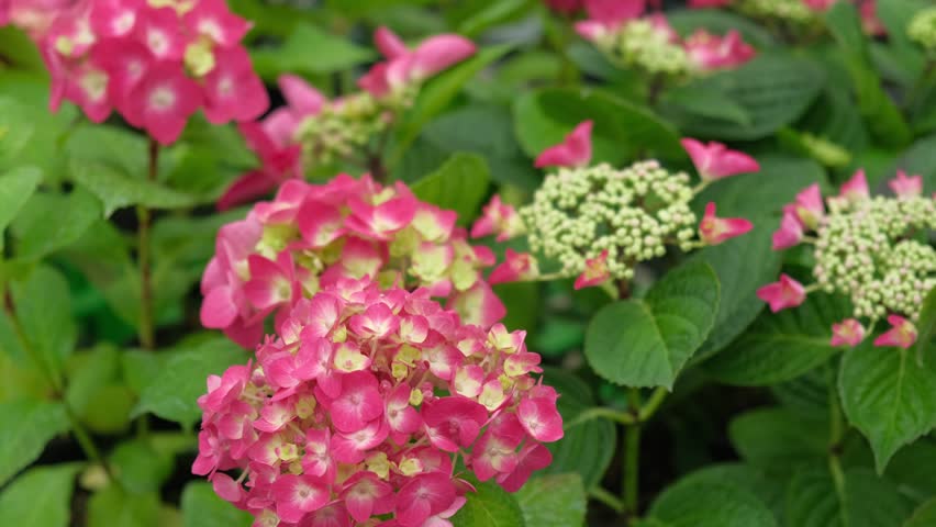 Hydrangea macrophylla blooming. Magenta, yellow green pink heads of bigleaf hydrangea flower petals. Beautiful Garden. Landscaping trend. Shrubbery blooms in backyard. Green landscaped design. Closeup lacecap hydrangea, mophead hydrangea