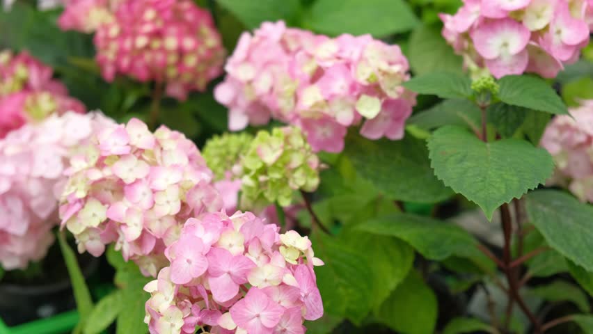 Hydrangea macrophylla blooming. Magenta, white and pink heads of bigleaf hydrangea flower petals. Beautiful Garden. Landscaping trend. Shrubbery blooms in backyard. Green landscaped design. Closeup.  ornamental plant, macro, urban garden, full, Lawn, gardening, pathway, botanical, nature, Residential house, border frame, blur, growth, Assorted garden plants, Floral Texture, pattern, Hortensia, british garden, yard,  lacecap hydrangea, mophead hydrangea, 