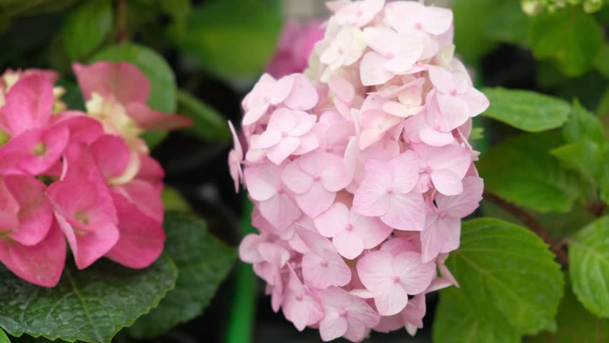 Hydrangea macrophylla blooming. Magenta, white and pink heads of bigleaf hydrangea flower petals. Beautiful Garden. Landscaping trend. Shrubbery blooms in backyard. Green landscaped design. Closeup.  ornamental plant, macro, urban garden, full, Lawn, gardening, pathway, botanical, nature, Residential house, border frame, blur, growth, Assorted garden plants, Floral Texture, pattern, Hortensia, british garden, yard,  lacecap hydrangea, mophead hydrangea, 