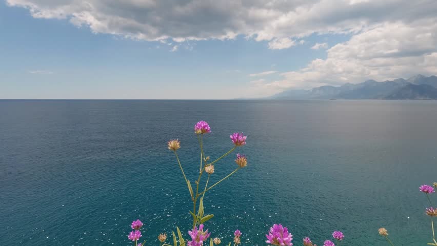 Beautiful wildflowers blooming in summer nature