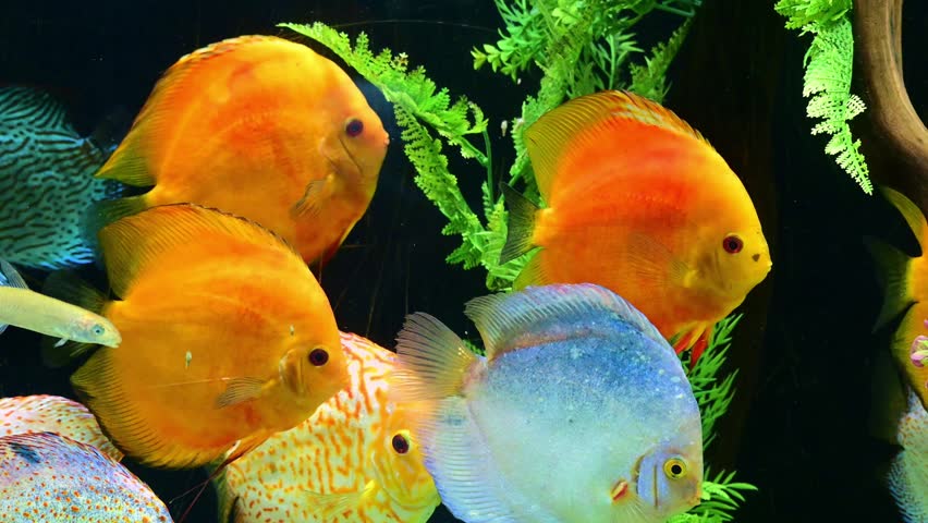 Pair of red and yellow discus fish swimming together in a freshwater aquarium