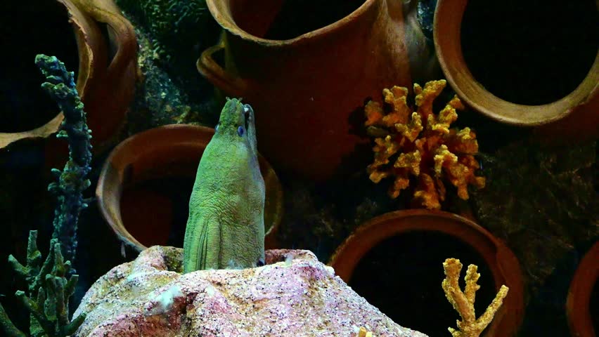 Head of green moray eel peeking out from a shelter in a marine aquarium.