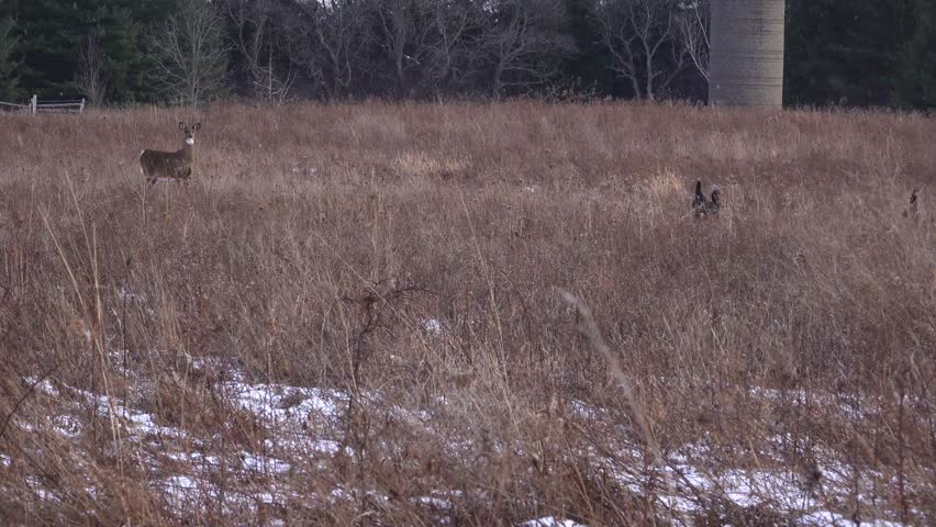 A single white-tailed deer standing alert alongside a group of wild turkeys in a dry, snow-dusted meadow with an old concrete farm silo during a winter snowfall.