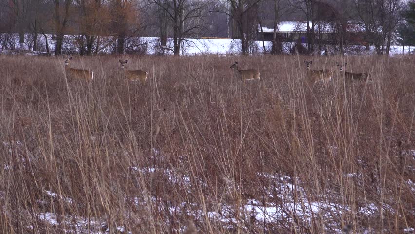 White-tailed deer looking toward the camera from a snow-dusted field of dry brown winter grass, with trees and a building in the background in Bronte Park. The herd of deer jog off out of frame during a light snowfall.