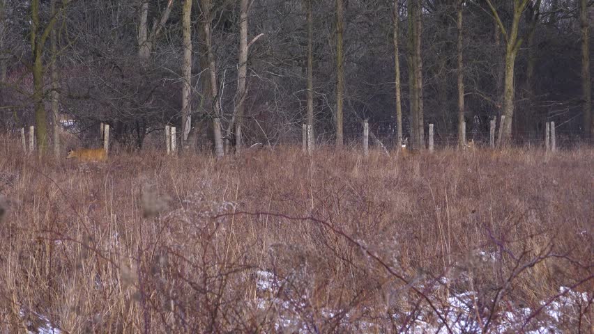 Three white-tailed deer looking toward the camera from a thicket of dry brown winter grass, standing right along a wire fence line next to a forest during a snowfall.