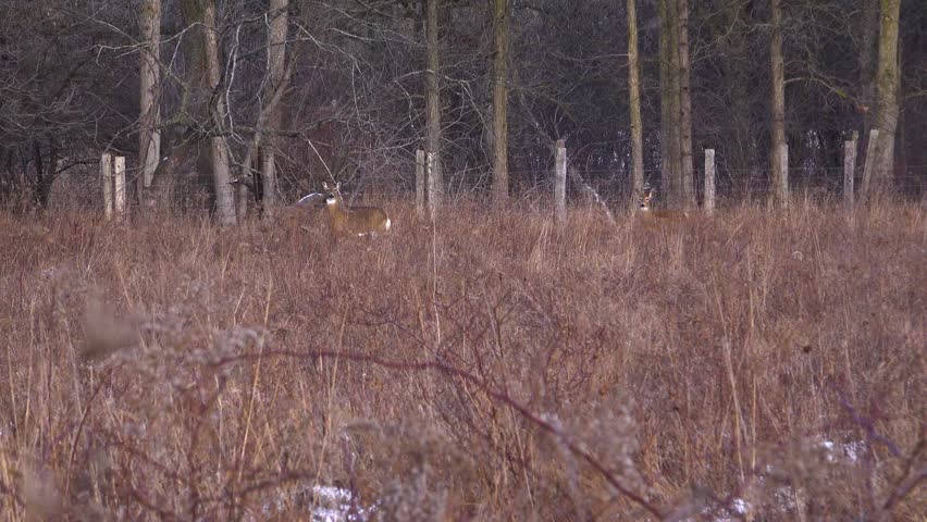 Three white-tailed deer looking toward the camera from a thicket of dry brown winter grass, standing right along a wire fence line next to a forest during a snowfall.