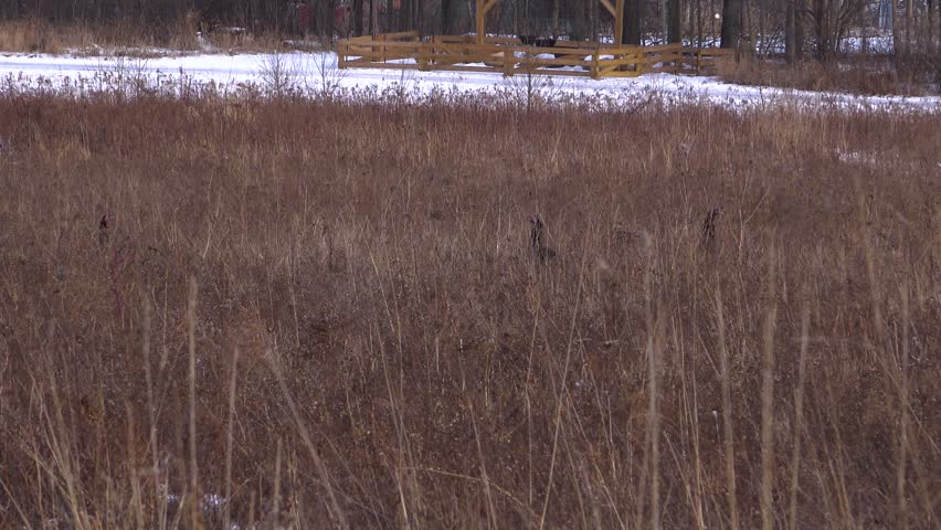 A wide shot of four wild turkeys foraging in a large meadow of tall, dry brown brush and stalks, with a snow-covered path, a wooden farm fence, and bare winter trees in the background while it snows.