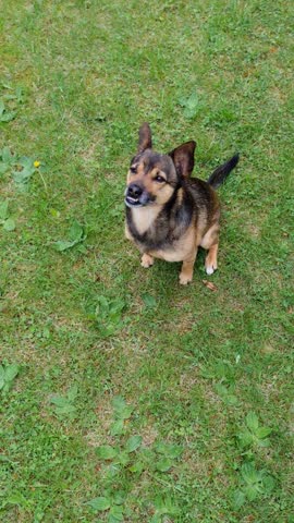 Excited small dog jumping on green grass in the backyard