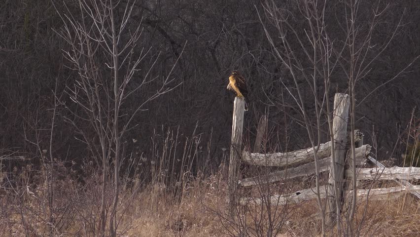 A northern harrier hawk with brown and buff plumage perched alertly on top of an old wooden split-rail fence post, surrounded by bare trees and dry winter tall grass.