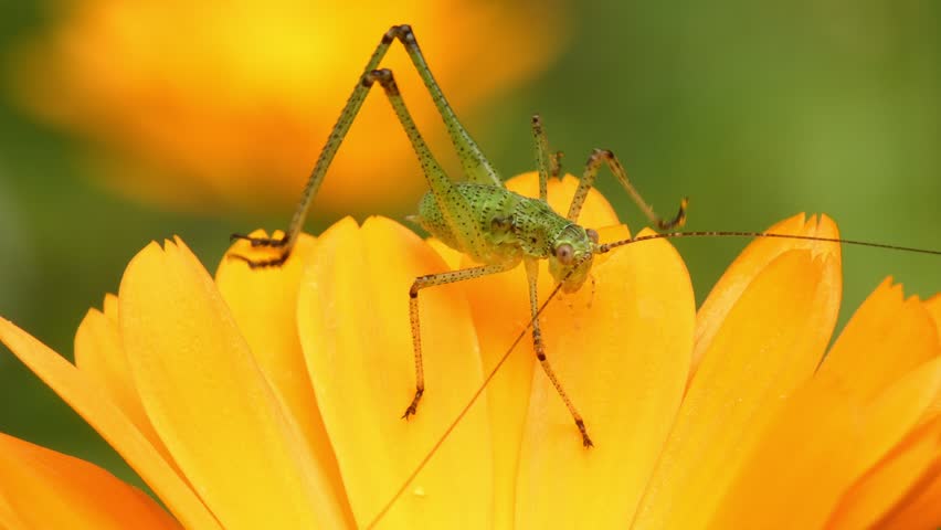 Small green grasshopper Tettigonia viridissima crawling deep into bright yellow calendula flower core, soft light, macro, detailed texture. Tiny World and Vitality.
