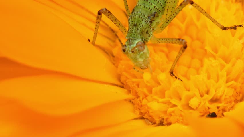 Small green grasshopper nymph Tettigoniidae feeding on bright yellow calendula flower core disk, natural lighting, macro, extreme close up details. Tiny World and Survival Instinct.