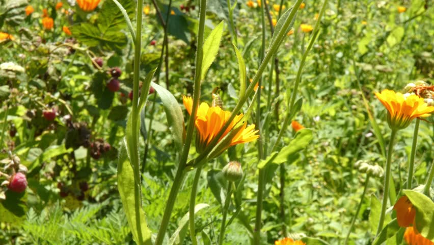 Small green grasshopper nymph emerging from grass to eat bright yellow marigold flower core, soft light, medium shot, organic beauty. Purity and Mindfulness.