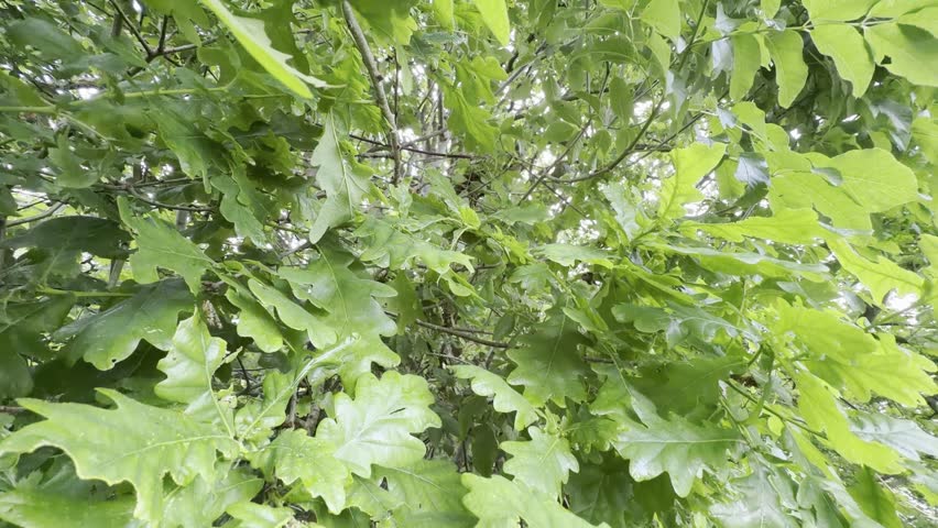 Lush green oak tree leaves panning